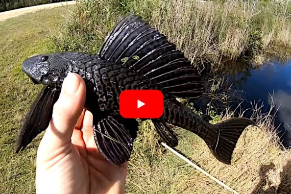 Spearing and Taste-Testing Invasive Armored Catfish in Florida