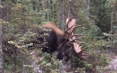 Stunning Bull Moose Footage Will Get Anyone’s Blood Pumping