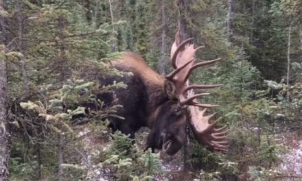 Stunning Bull Moose Footage Will Get Anyone’s Blood Pumping