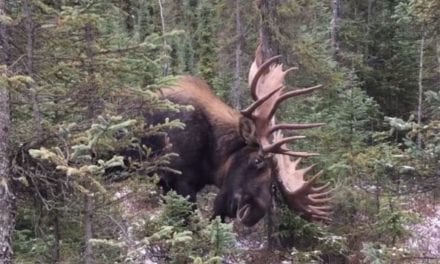 Stunning Bull Moose Footage Will Get Anyone’s Blood Pumping