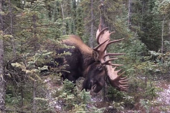 Stunning Bull Moose Footage Will Get Anyone’s Blood Pumping