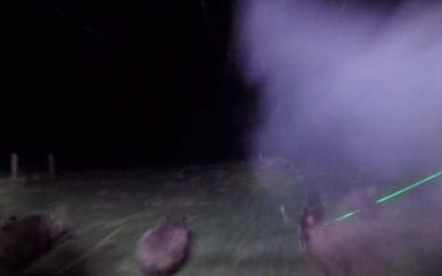 Texas Hunters Drop 70 Feral Hogs Using Lasers
