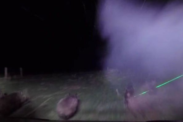 Texas Hunters Drop 70 Feral Hogs Using Lasers