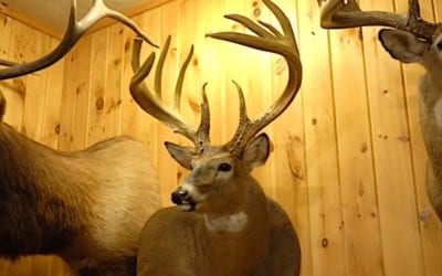 The Jordan Buck: The Puzzling Mystery of a World Record Whitetail’s 50-Year Disappearance
