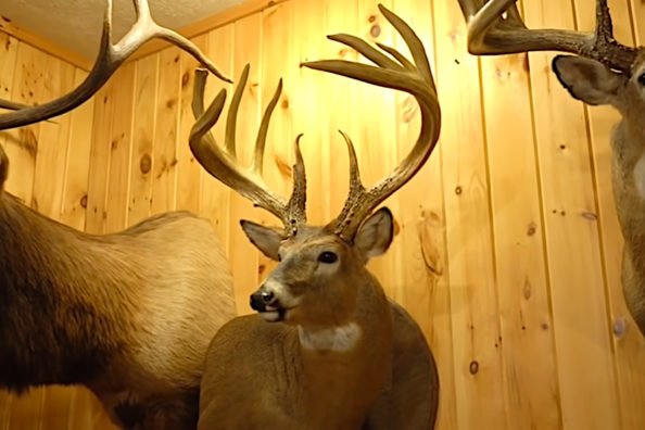 The Jordan Buck: The Puzzling Mystery of a World Record Whitetail’s 50-Year Disappearance