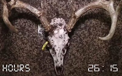Time Lapse Shows Flesh-Eating Beetles Working Quickly to Clean a Deer Skull