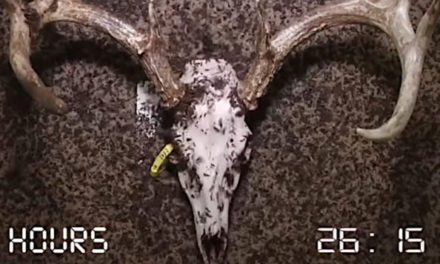 Time Lapse Shows Flesh-Eating Beetles Working Quickly to Clean a Deer Skull