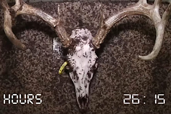 Time Lapse Shows Flesh-Eating Beetles Working Quickly to Clean a Deer Skull