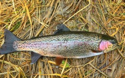 Trout Slam Update, Summer 2021