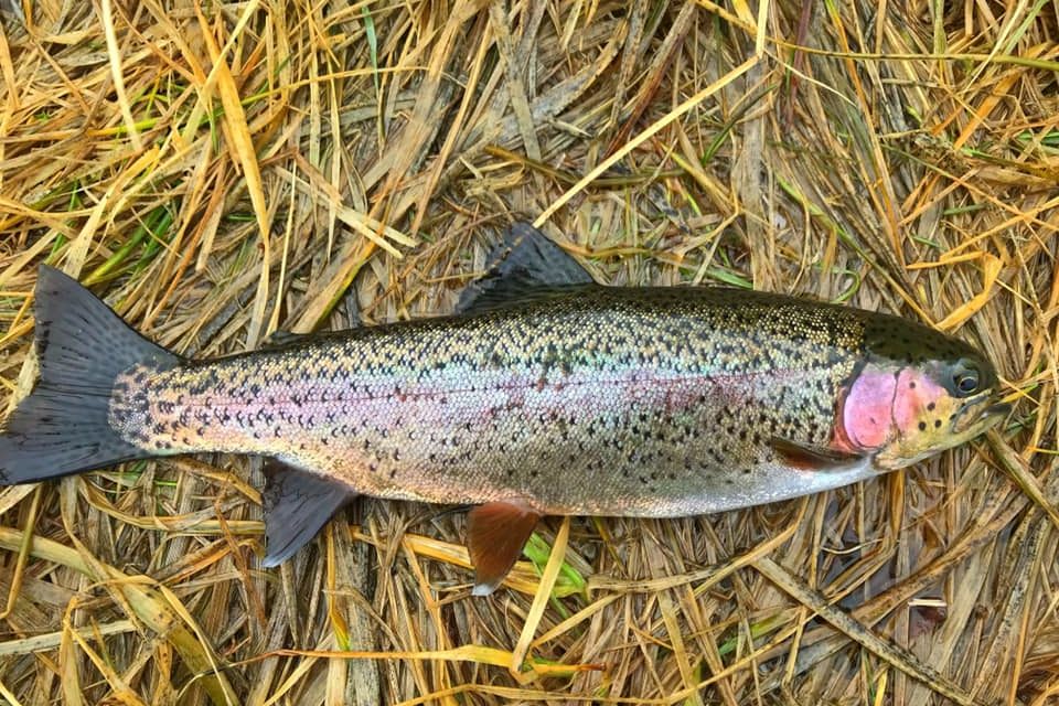 Trout Slam Update, Summer 2021