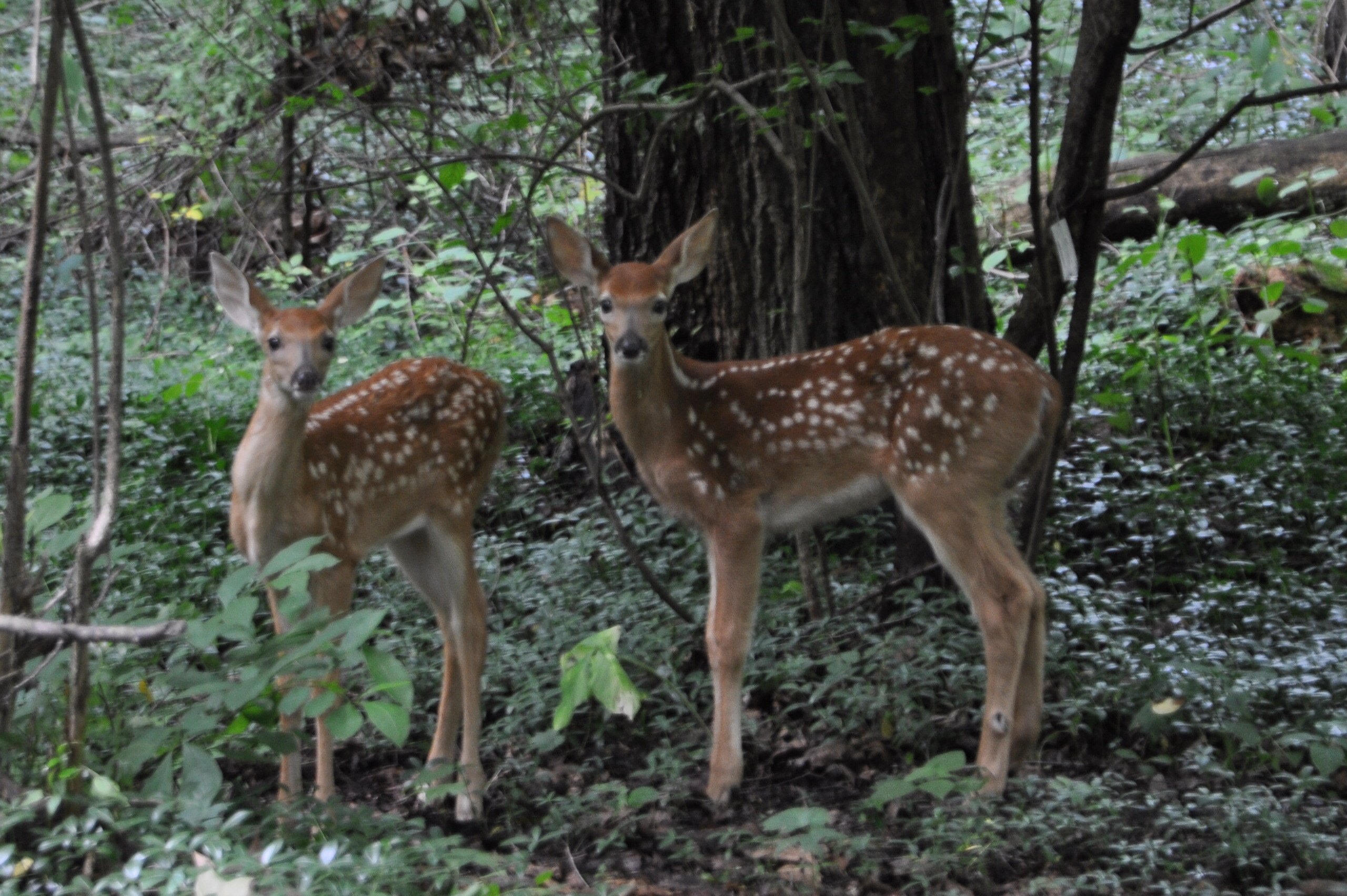 Why is Deer Hunting Season in the Fall