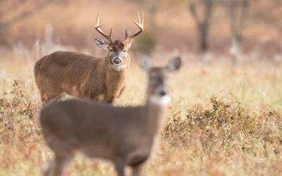 Why is Deer Hunting Season in the Fall?