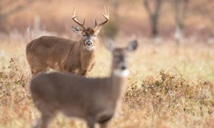 Why is Deer Hunting Season in the Fall?