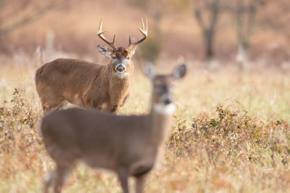 Why is Deer Hunting Season in the Fall?