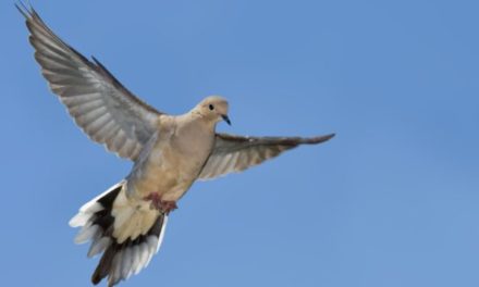 10 of the Best States for Dove Hunting Adventures