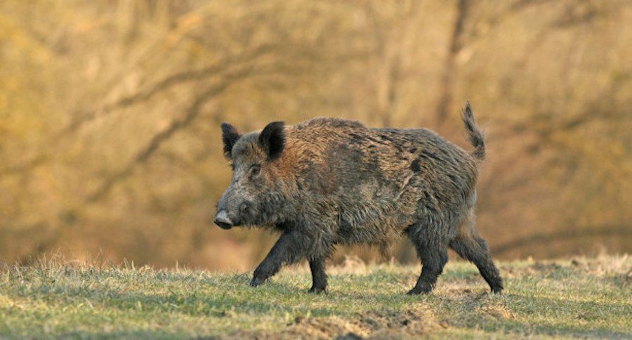 Best States For Hog Hunting