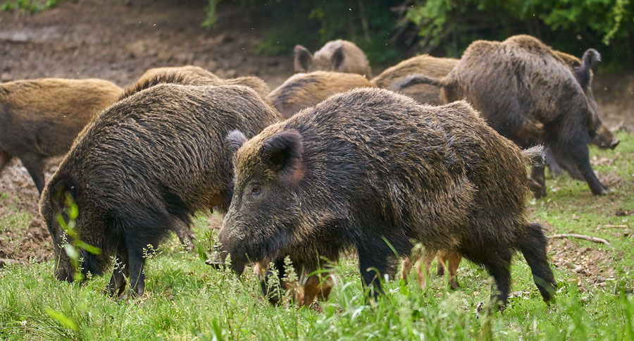 Best States For Hog Hunting