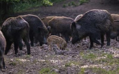 10 of the Best States for Hog Hunting