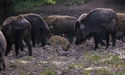 10 of the Best States for Hog Hunting