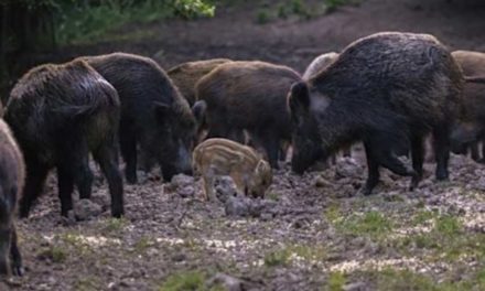 10 of the Best States for Hog Hunting