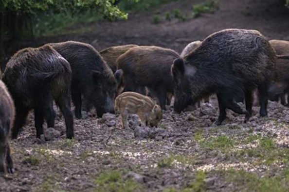 10 of the Best States for Hog Hunting