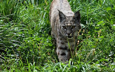 10 Quick Tips for Trapping Bobcats