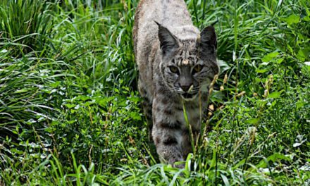 10 Quick Tips for Trapping Bobcats