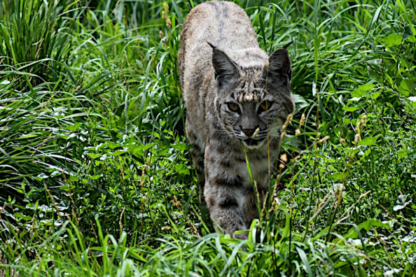 10 Quick Tips for Trapping Bobcats