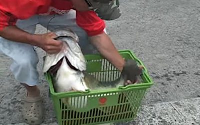 4 Fish That Controversially Missed Out on Being the New World Record Bass