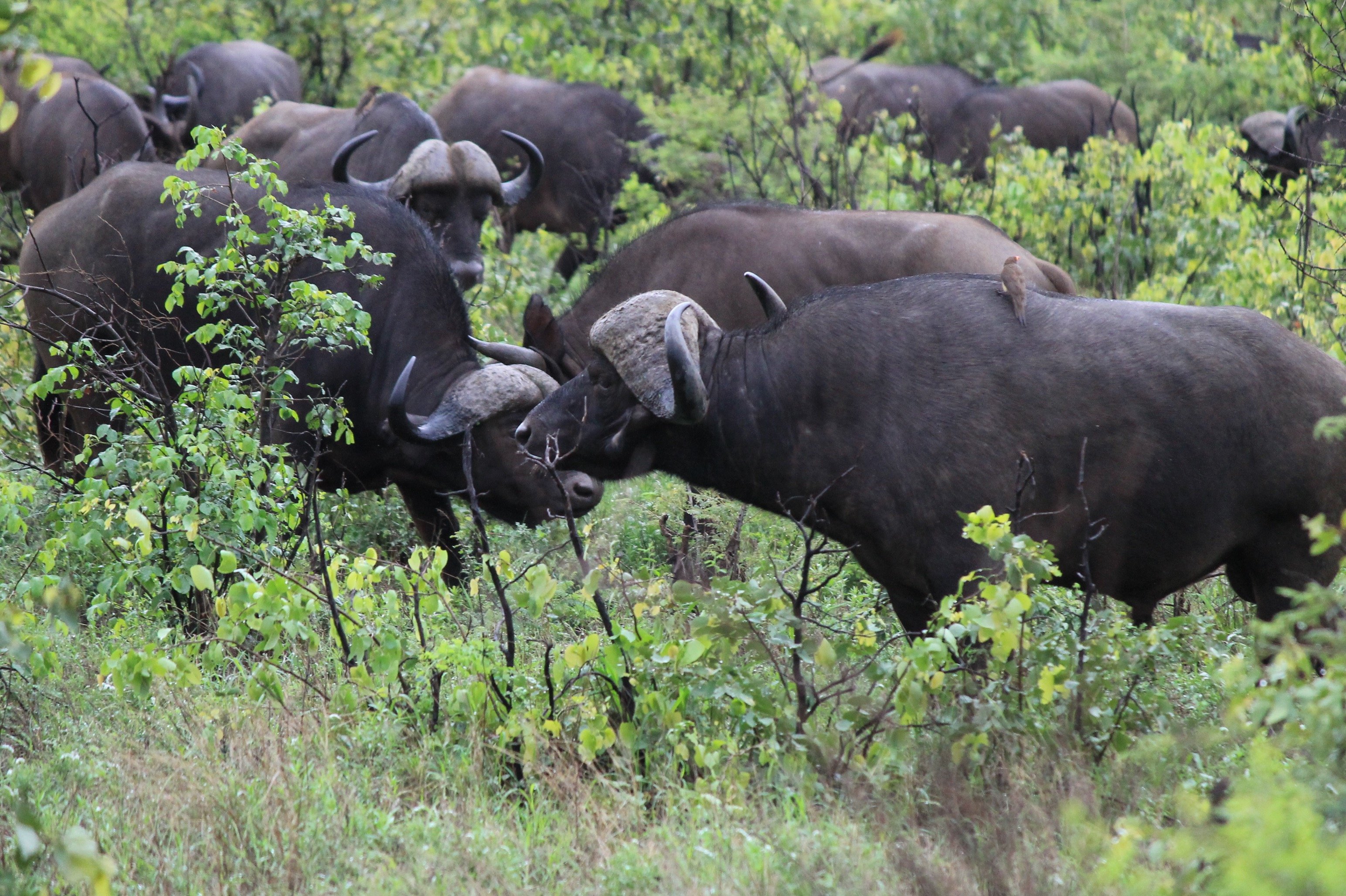 Here's How Much An African hunting Safari Costs wildebeest buffalo