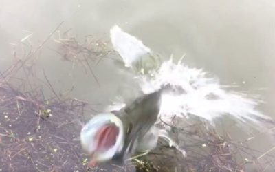 Aggressive Crappie Comes Right Out of the Water to Protect Its Nest