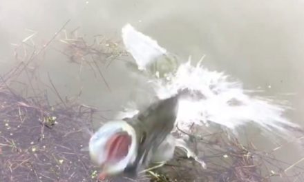 Aggressive Crappie Comes Right Out of the Water to Protect Its Nest