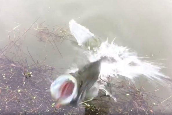 Aggressive Crappie Comes Right Out of the Water to Protect Its Nest