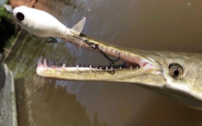 Angler Catches Alligator Gar on Whopper Plopper