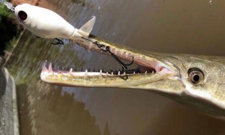 Angler Catches Alligator Gar on Whopper Plopper