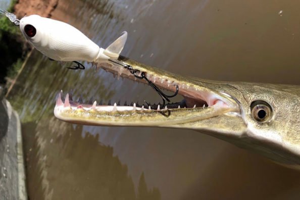 Angler Catches Alligator Gar on Whopper Plopper