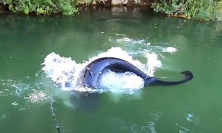 Angler Hooks Into Gigantic Wels Catfish Using Topwater Lures