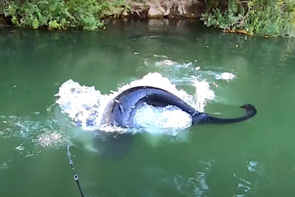 Angler Hooks Into Gigantic Wels Catfish Using Topwater Lures