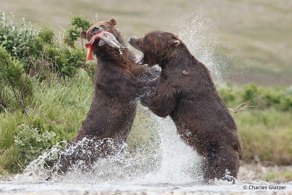 Bears fighting over a salmon.