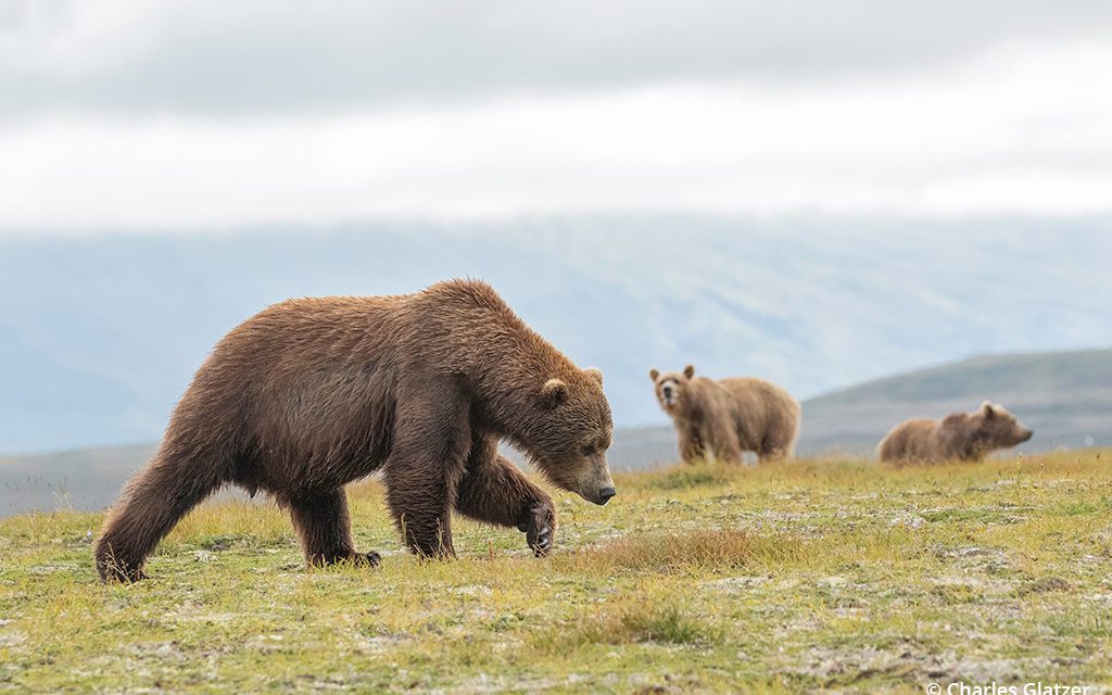 Bears Of Katmai National Park