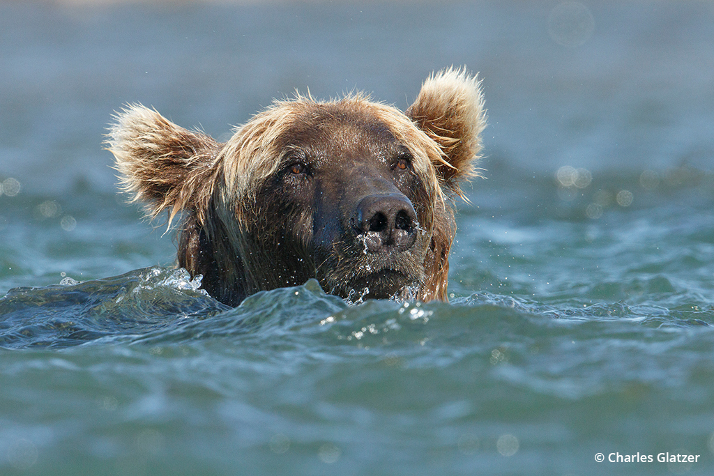 Image of a brown bear coming up for air after diving for fish.