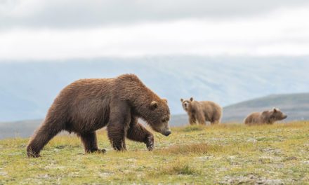 Bears Of Katmai National Park