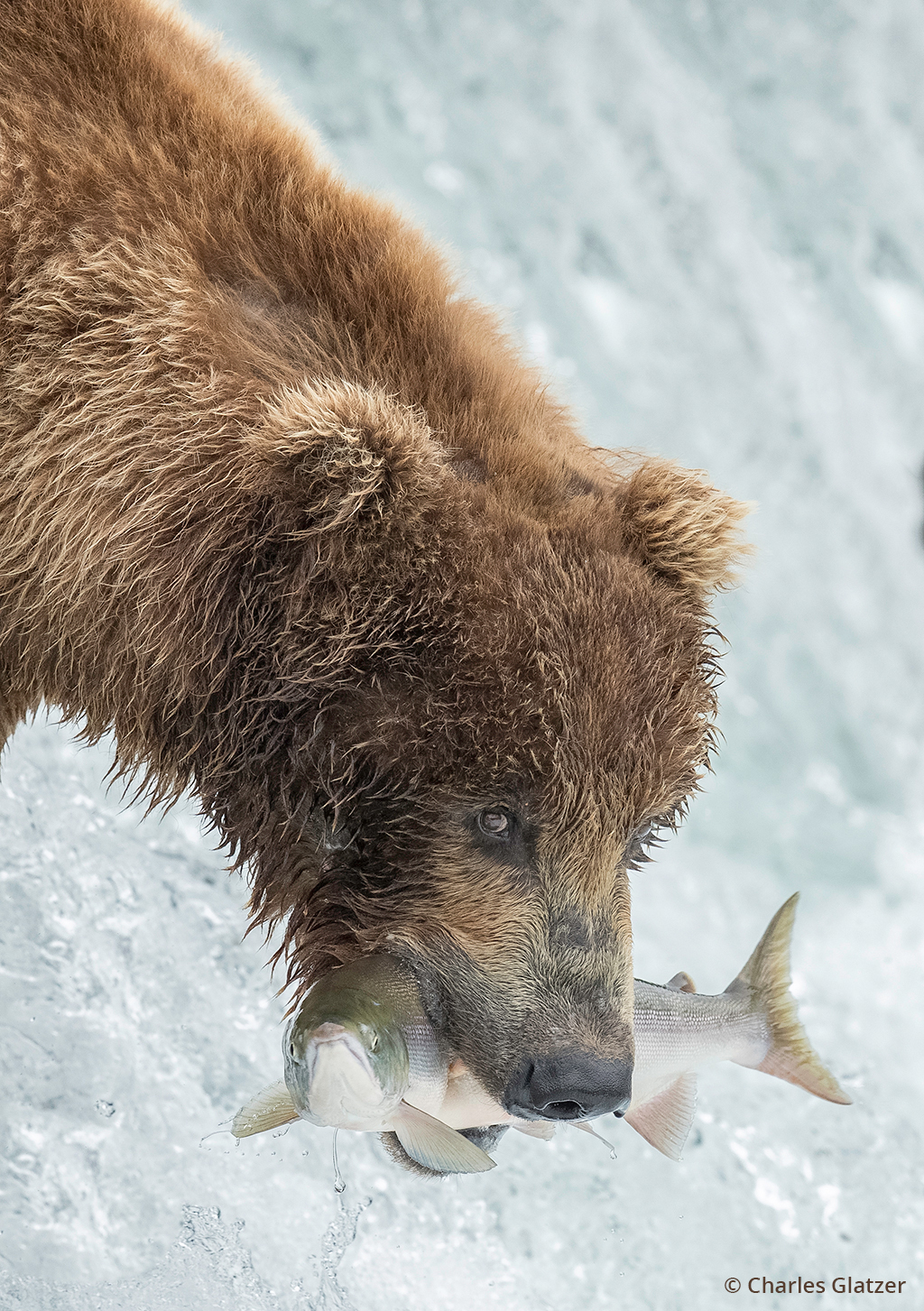 Image of a brown bear fishing at Brooks Falls