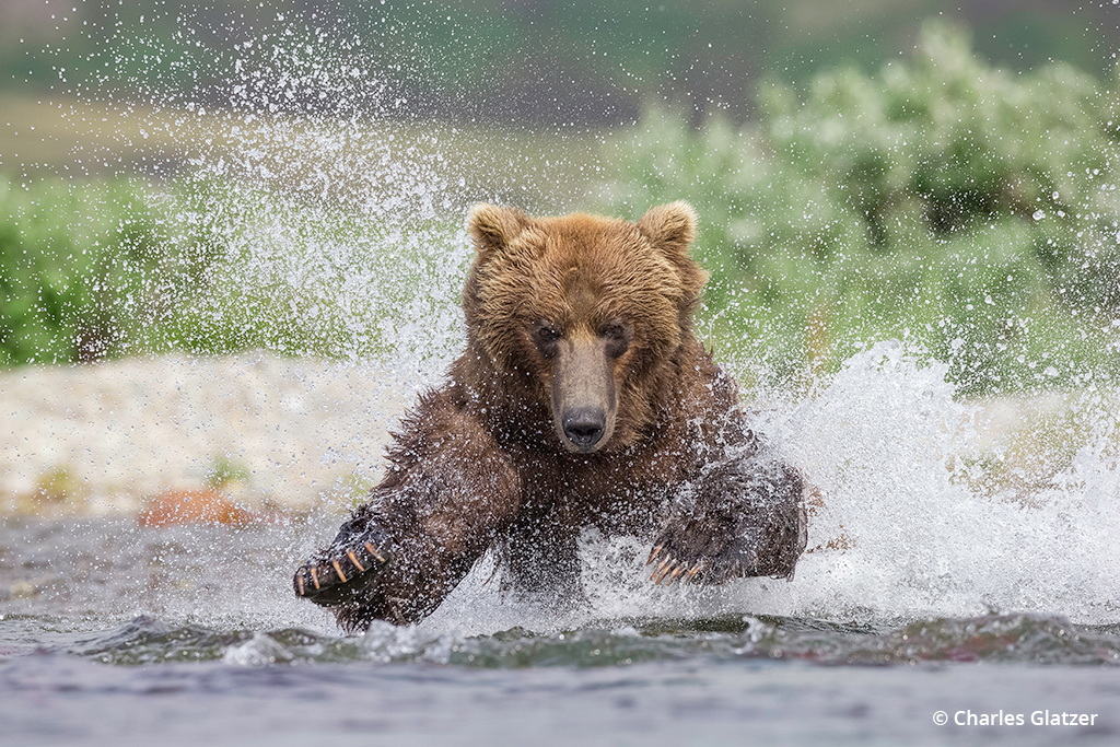 Image of a bear charging through a river in Katmai National Park