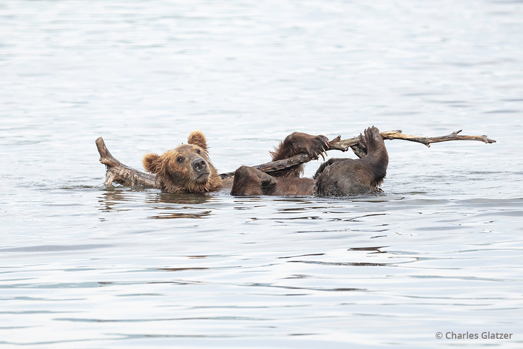 Image of a bear floating lazily on its back in the river