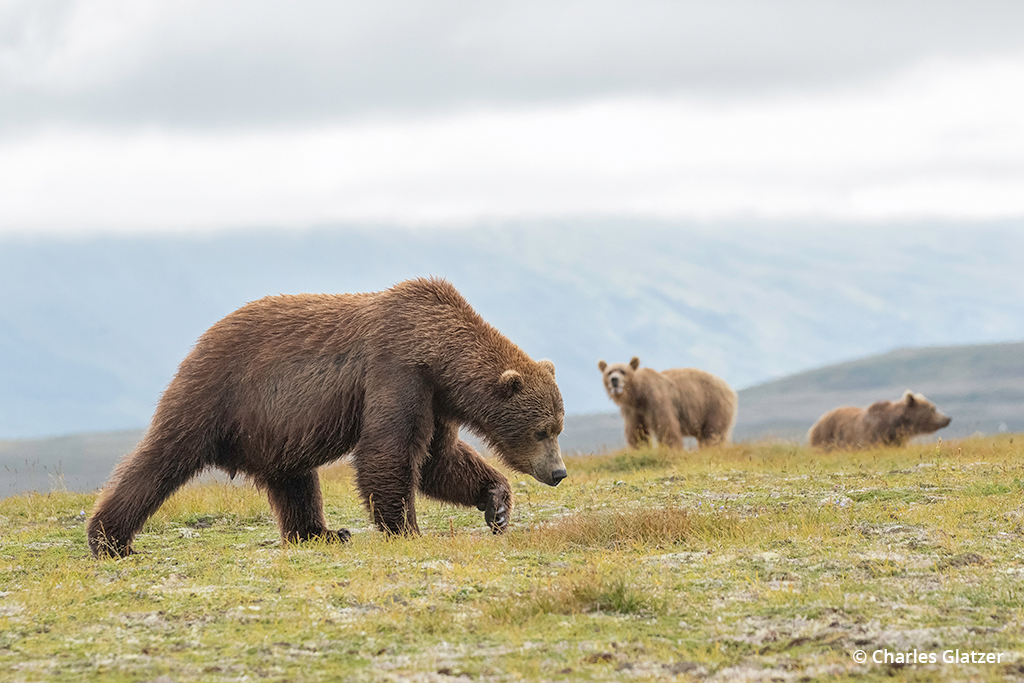 Bears in an open field in Katmai National Park
