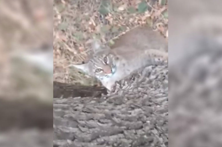 Bobcat Tries to Join Hunter in Treestand Outdoor Enthusiast Lifestyle