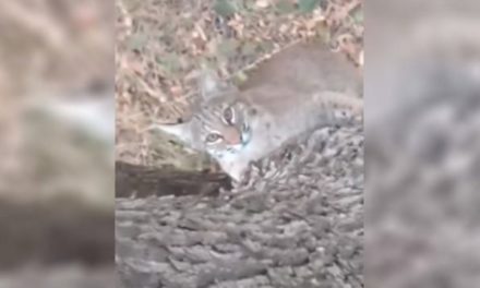 Bobcat Tries to Join Hunter in Treestand