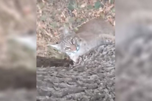 Bobcat Tries to Join Hunter in Treestand