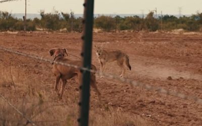 Decoying Coyotes with Domesticated Dogs Ends With a Predator Headshot